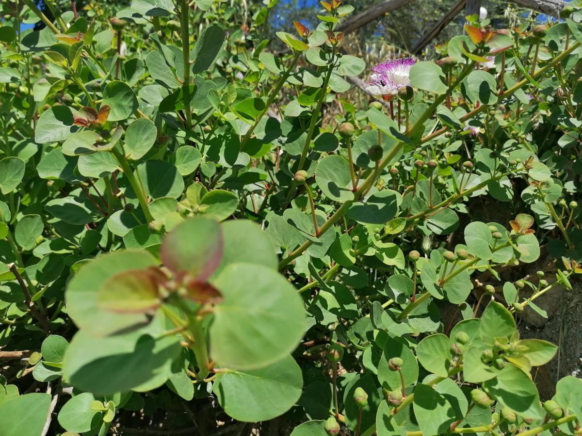 Agriturismo Valle Dei Gelsi Peschici Dış mekan fotoğraf